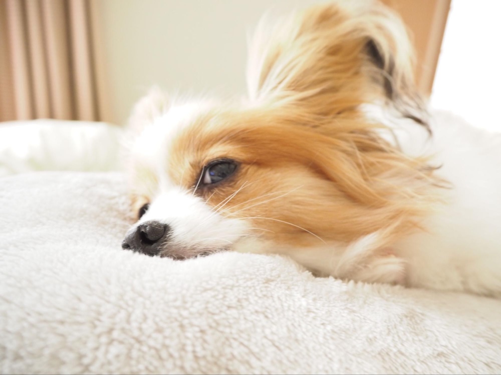 【専門家監修】犬用ペットヒーター・ホットカーペットの選び方&安全に使う時の注意点