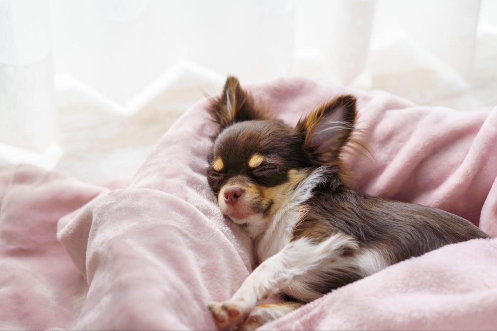 【専門家監修】犬の寒さ対策を室内・お出かけ別に解説！グッズと冬を快適に過ごす注意点