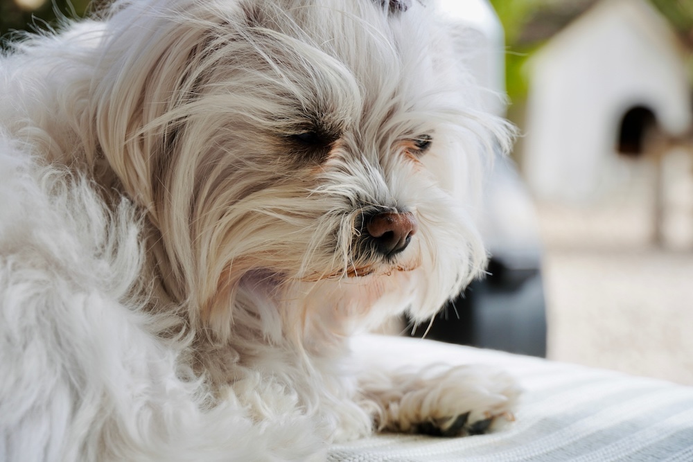 【専門家監修】犬の涙やけの原因とは？｜対策や実態を飼い主200人に調査