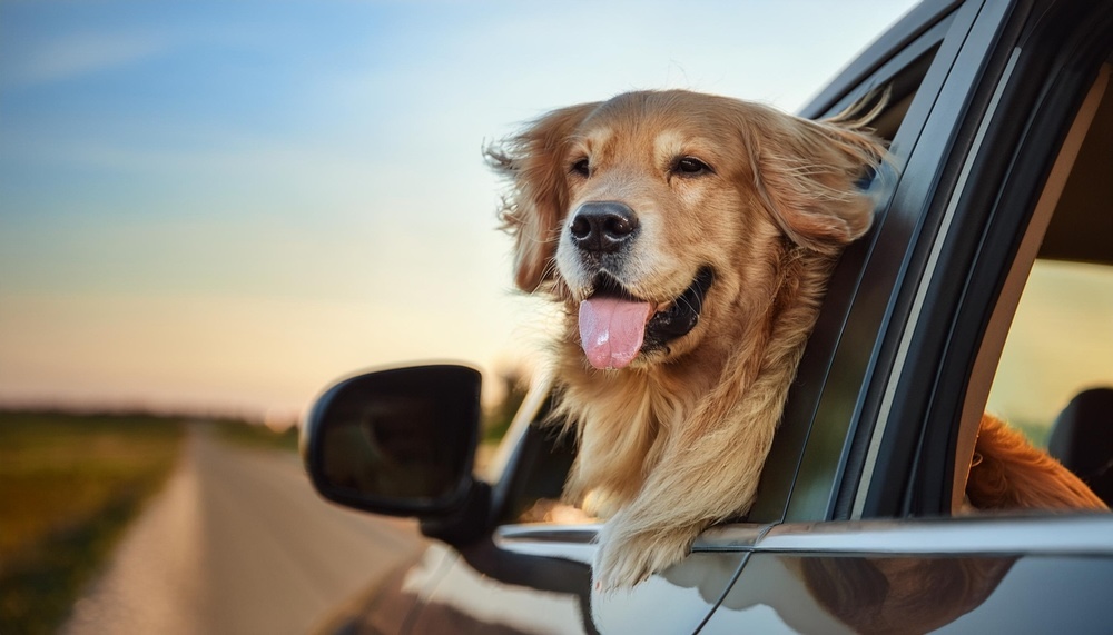 【専門家監修】愛犬とドライブする際の注意点とコツ｜飼い主200人のアンケートで分かった失敗例と対策