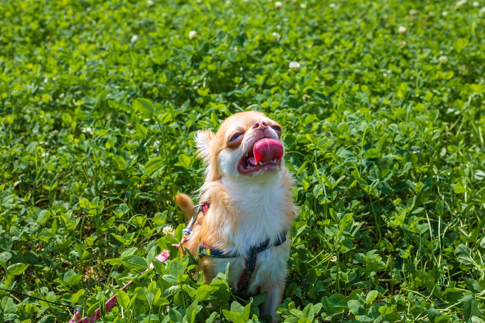 犬の熱中症の初期症状・対策・応急処置とは？飼い主200人に実態を調査