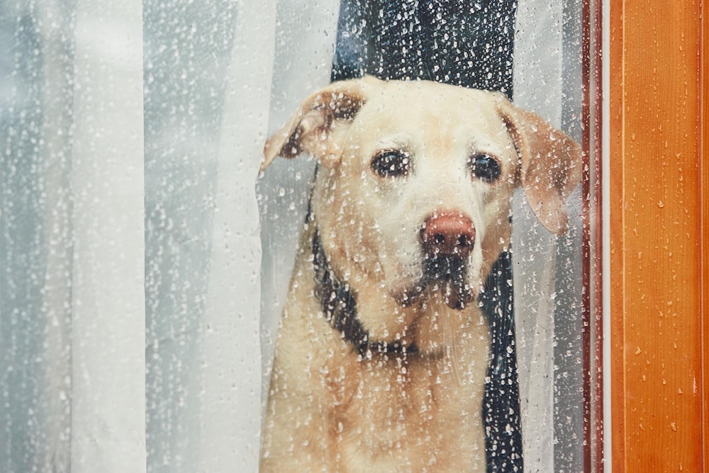 雨の日の犬の散歩はどうしてる？飼い主200人に聞いたリアルな事情と快適に過ごすコツ