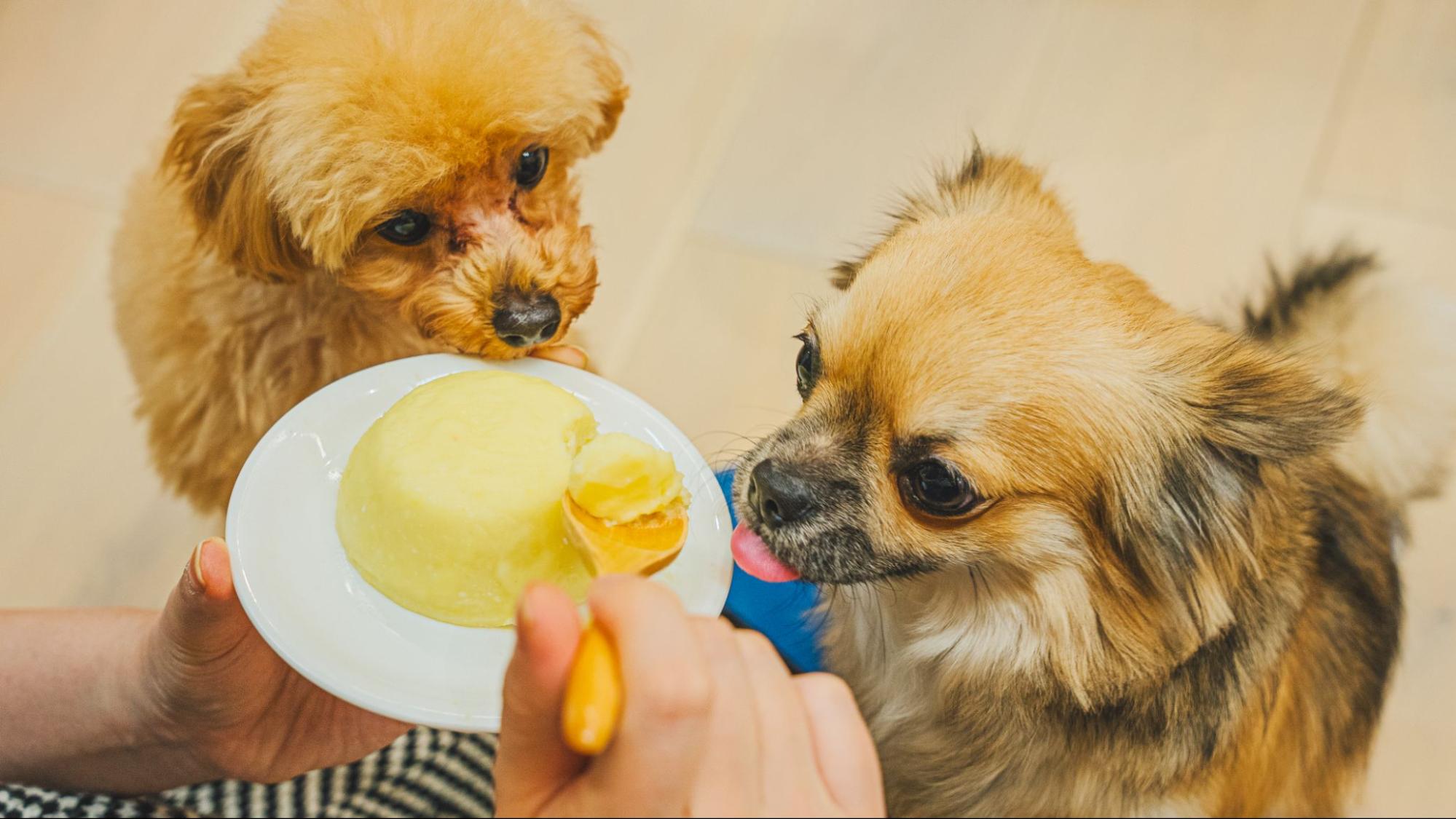 愛犬のおやつを手作りしてる？飼い主200人の本音と「作ってよかった」と感じる理由