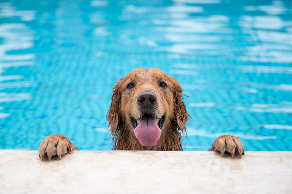 愛犬とプールを楽しもう！メリットや注意点について詳しく解説