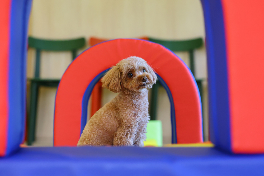【専門家監修】千葉の室内ドッグラン12選！雨の日でも愛犬と遊べる施設をまとめて紹介