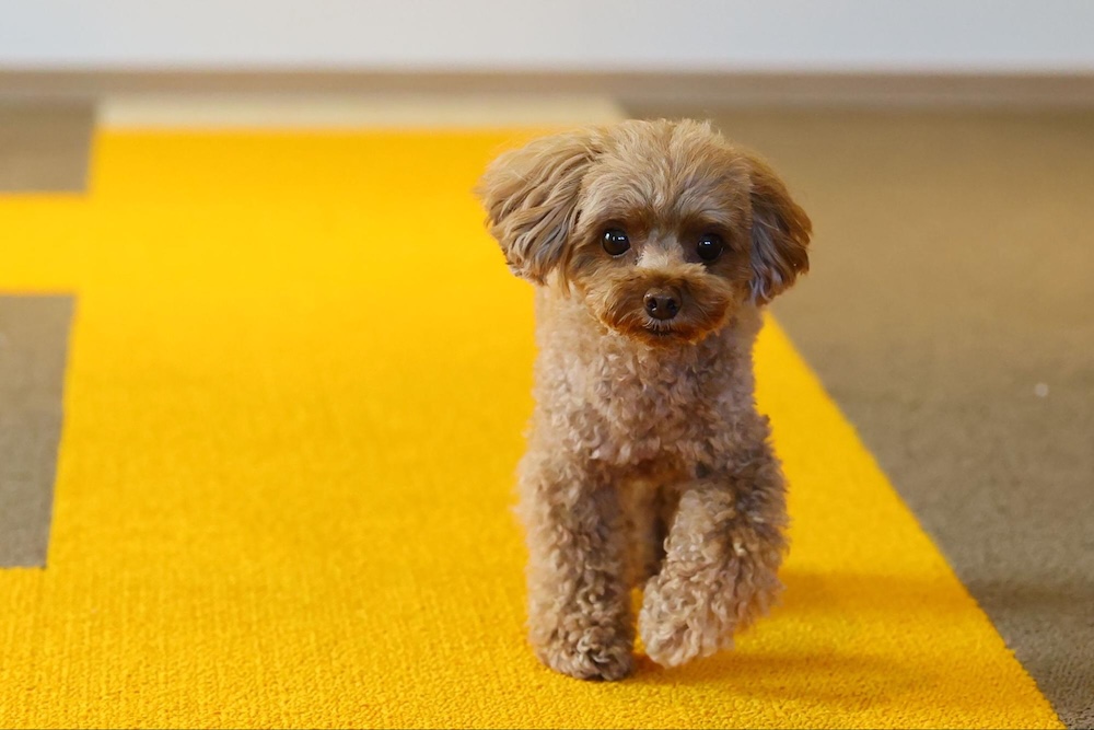 【専門家監修】福岡県の室内ドッグラン6選！雨の日も愛犬と遊べるおすすめ施設を紹介