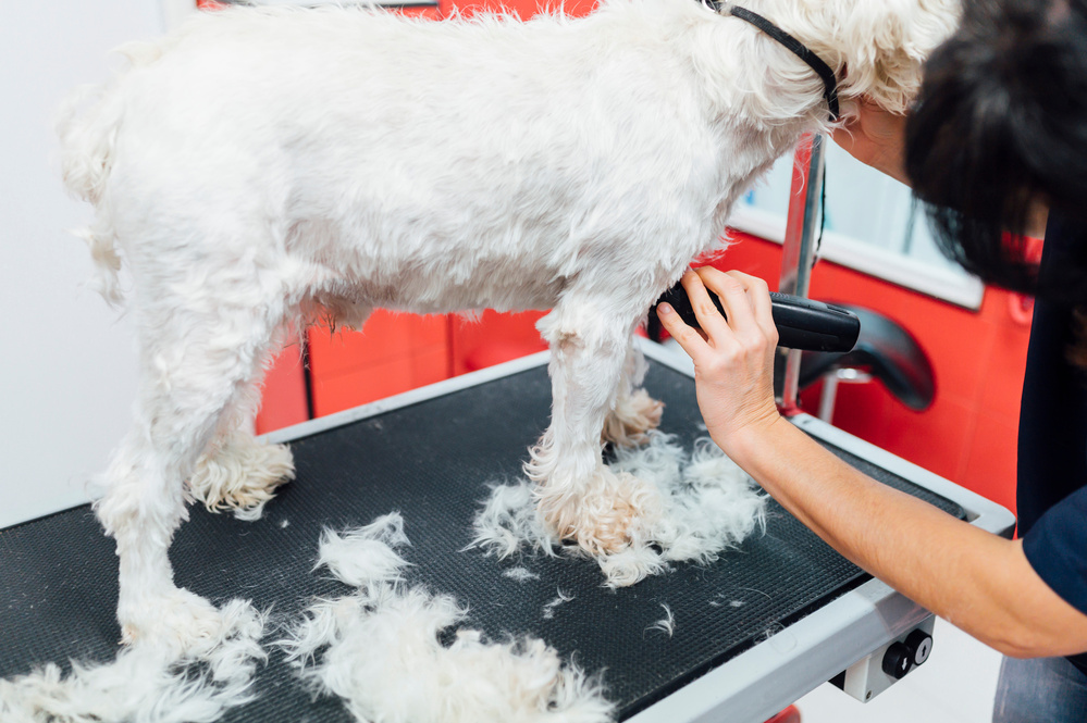 【トリマー監修】犬のサマーカットのメリット・デメリットは？実体験を経験者にアンケート調査！