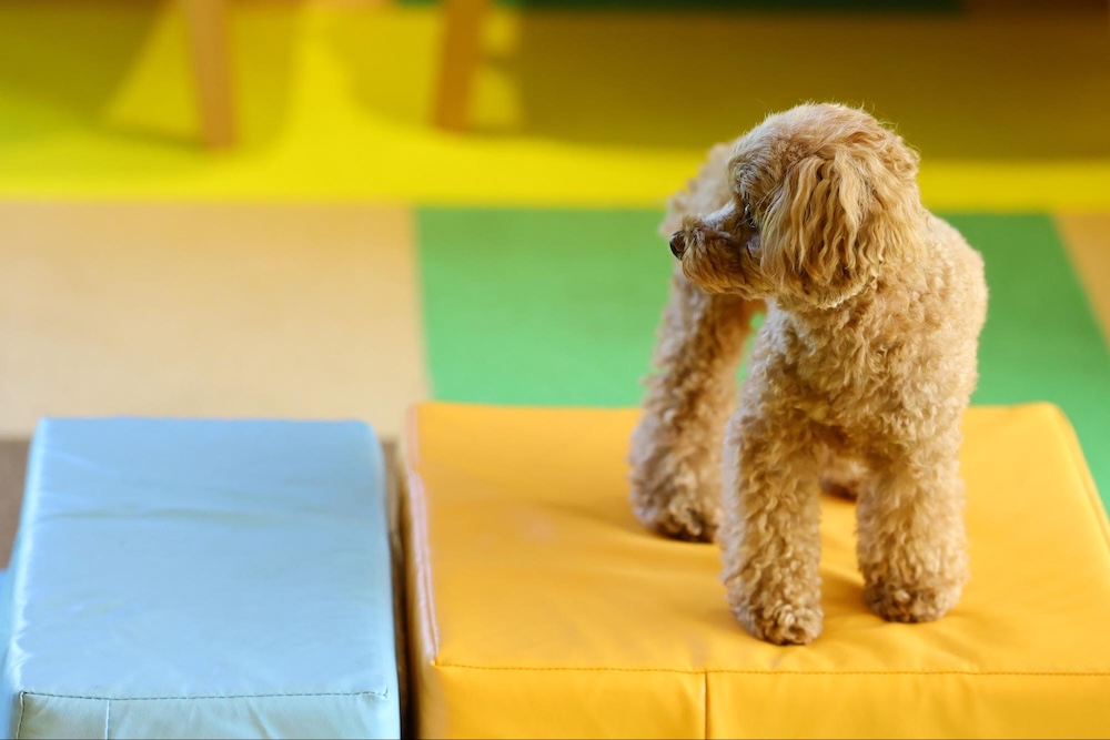 【専門家監修】愛知の室内ドッグラン13選！雨の日も暑い日も愛犬と遊べる施設を紹介