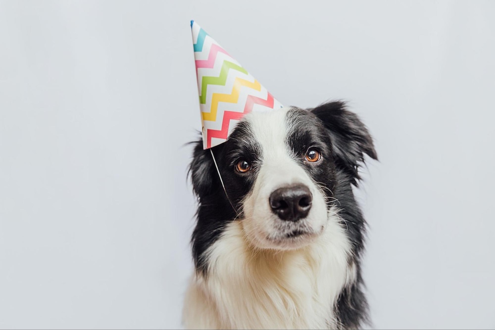 犬の年齢の早見表！人間に換算する計算方法や平均寿命&長生きの秘訣を紹介