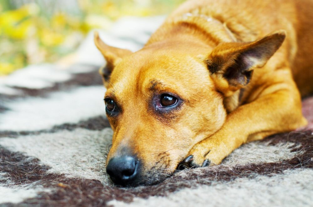 【認定動物看護師監修】犬はなぜため息をつく？ため息をつく心理や注意が必要なため息を解説