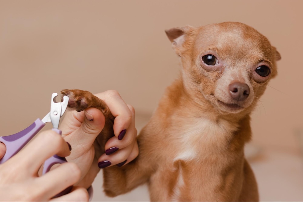 【トリマー監修】犬の爪切りの最適な頻度とは？自宅でケアするコツと注意点