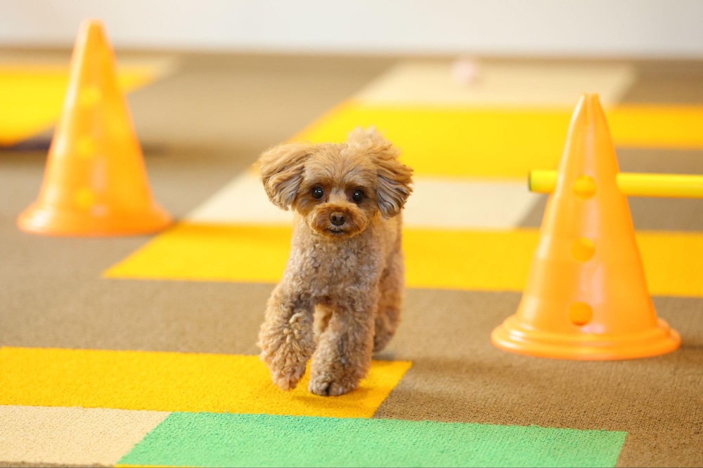 【専門家監修】京都の室内ドッグラン6選！雨の日でも暑い日でも愛犬と遊べる施設を紹介