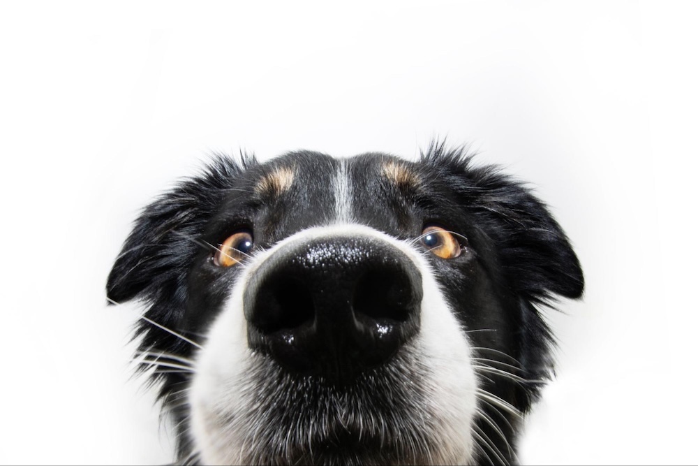 【専門家監修】犬の嫌いな匂いとは？避けるべき匂いやしつけ方法を解説