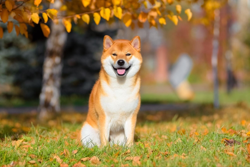 日本の犬の種類一覧！天然記念物全6種や日本原産の犬の特徴&飼い方を解説