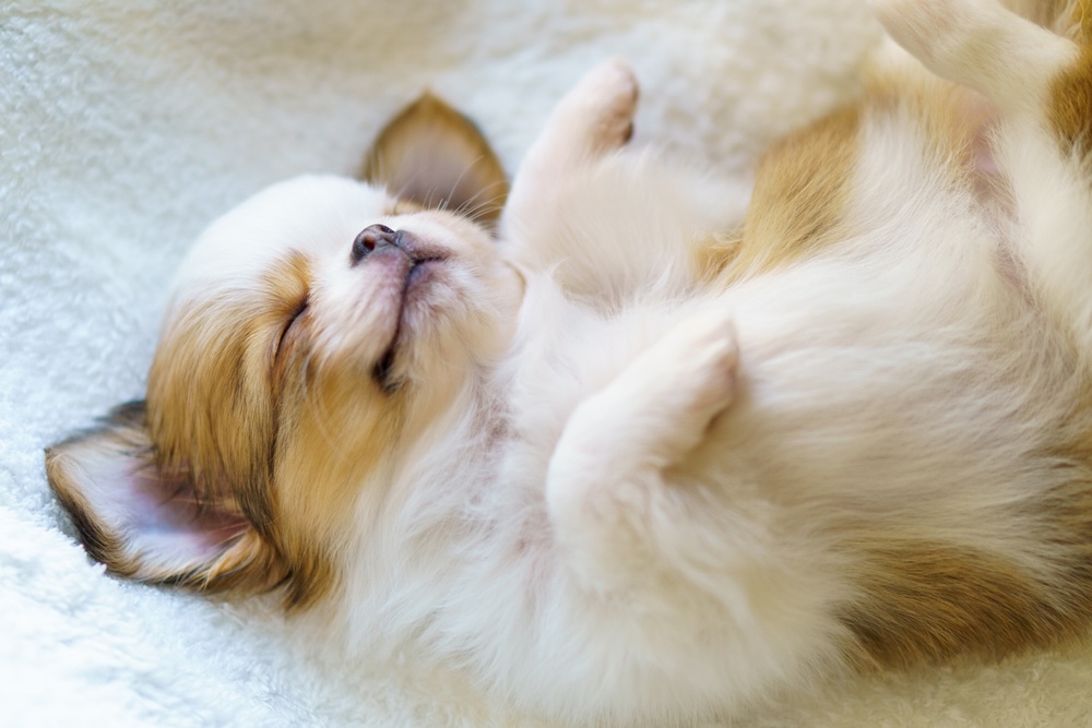 犬のへそ天とは？へそ天する理由や犬の気持ちをアンケートを元に解説！