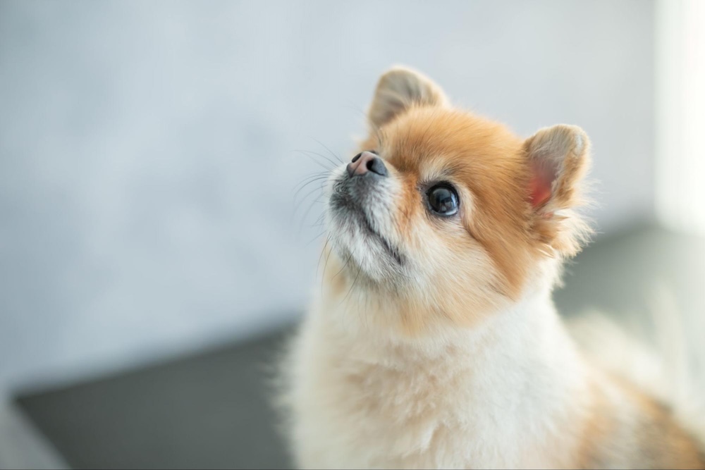 【専門家監修】群馬の室内ドッグラン4選！雨の日に遊べる犬同伴OKの施設をまとめて紹介