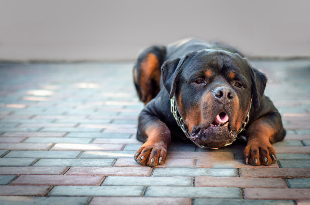 【動物看護師監修】犬がドッグフードを未消化で吐く原因とは？病院に行くべきサインや対処法