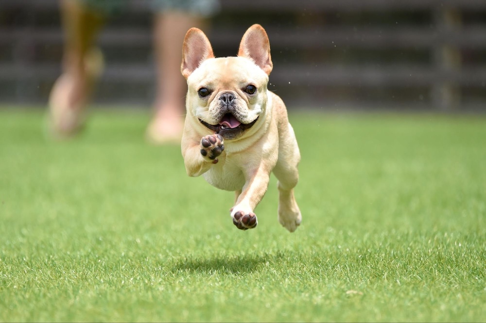 【専門家監修】岐阜の室内ドッグラン6選！雨の日でも愛犬と一緒に楽しめる施設を紹介