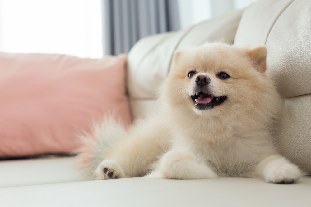 犬を飼うメリットとは？犬のいいところや注意点を飼い主200人にアンケート調査！
