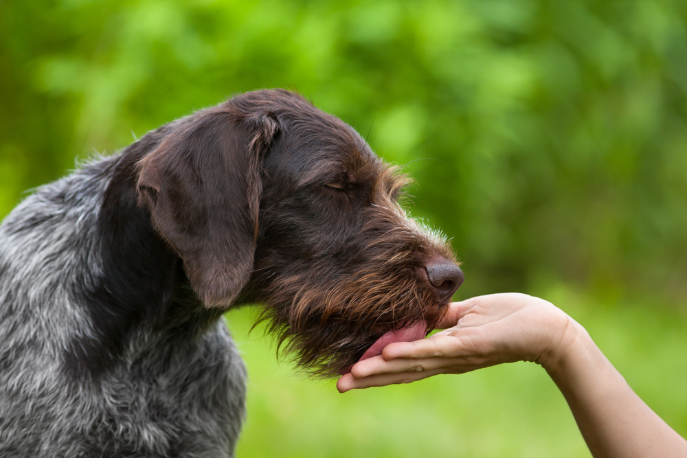 【専門家監修】犬が手を舐めてくるのはなぜ？理由や犬の気持ちを解説！